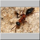 Methocha ichneumonides - Trugameise w01 8mm.jpg